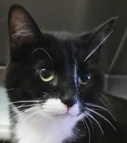 184-16 SAMANTHA FACE